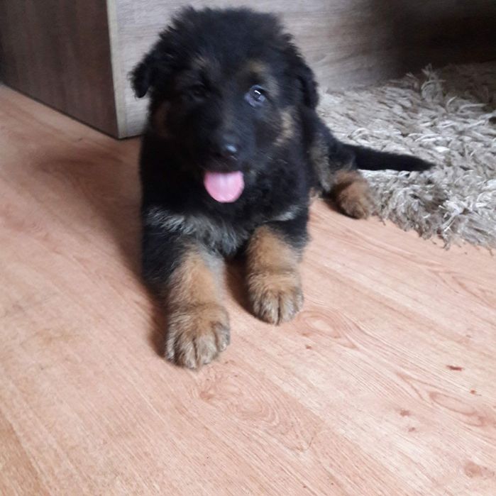 Owczarek niemiecki długowłosy śliczne szczenięta