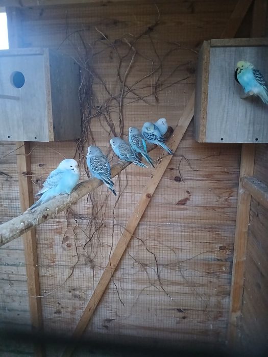 Papugi faliste młode piękne