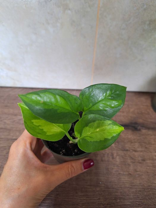 Сциндапсус глобал грін, неон, ен джой, марбл квін ( мармурова королева