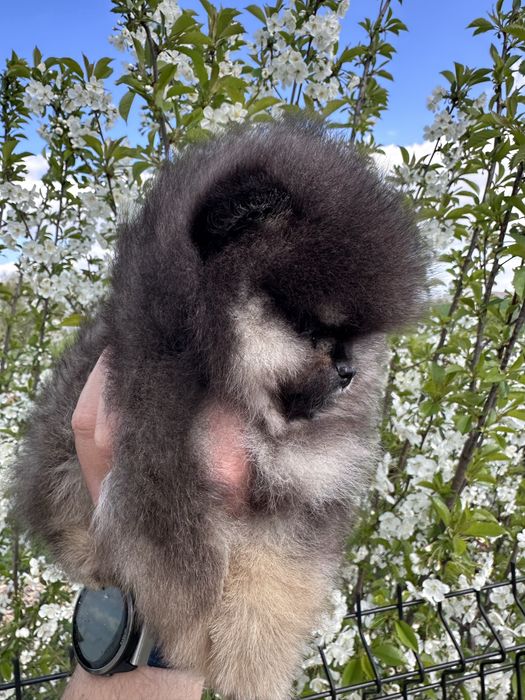 Szpic miniaturowy - Black&Tan - chłopak