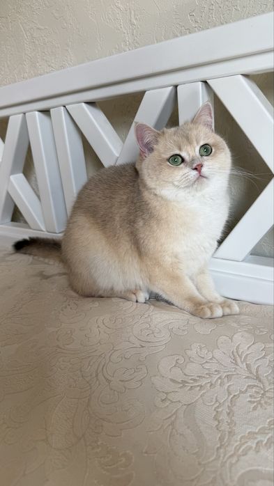 Голубе золото. Дівчинка.