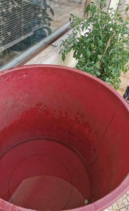 Recipiente para uvas com torneira