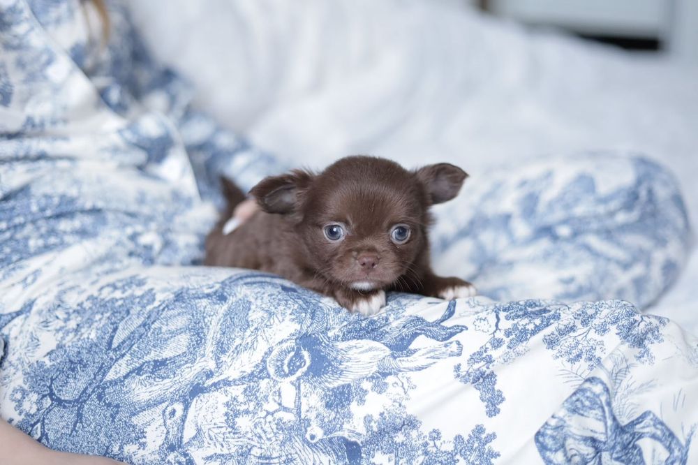 Chihuahua chłopak fci pet