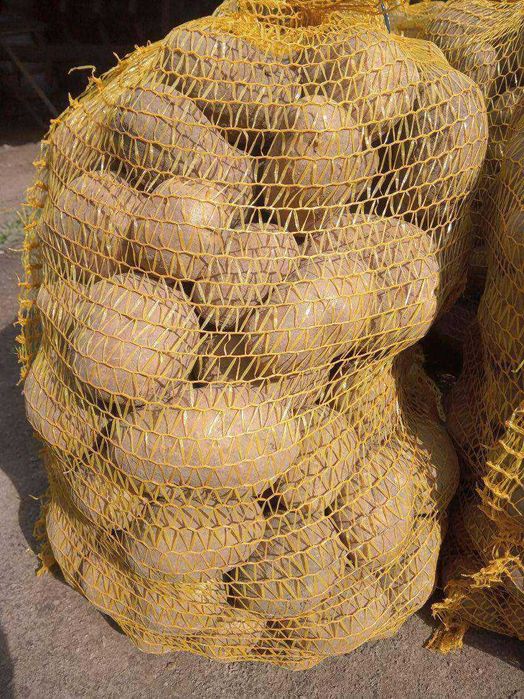 Ziemniaki odmiana biała lord i belaroza