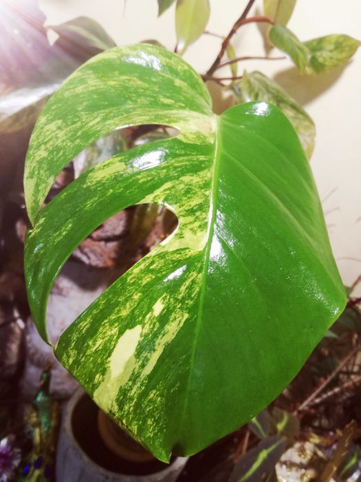 Monstera Marmorata Aurea Yellow Variegata  3 - colour  UNIKAT !  philo