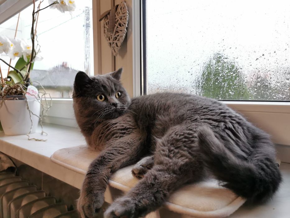 Oddam kotkę brytyjską PILNE