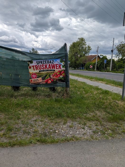 Truskawki prosto z pola