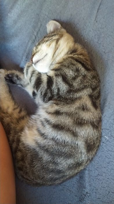 Отдам котёнка-тигрика