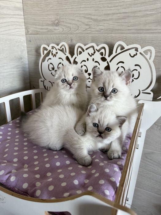 Котята шотландские поинт Scottish 
Scottish fold