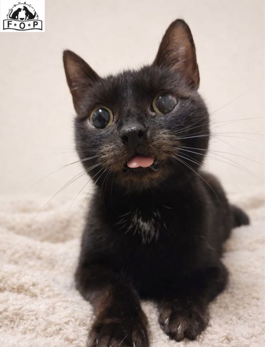 Perełka - urocza, spokojna koteczka szuka domu