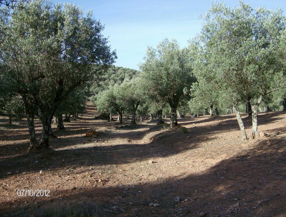Olivais tradicionais nos arredores de Estremoz