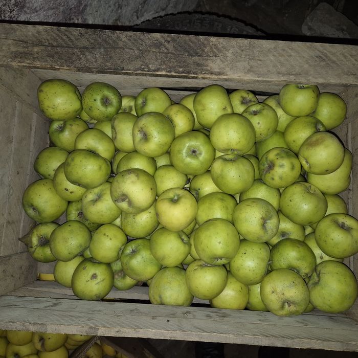 Продам ЯБЛУКА з власного саду