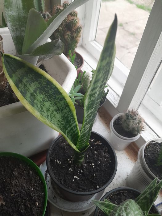 Сансевиерия Комнатные растения