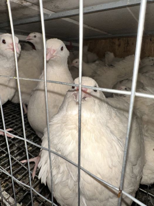 Продам молодых несушек перепелов техас, инкубационное яйцо