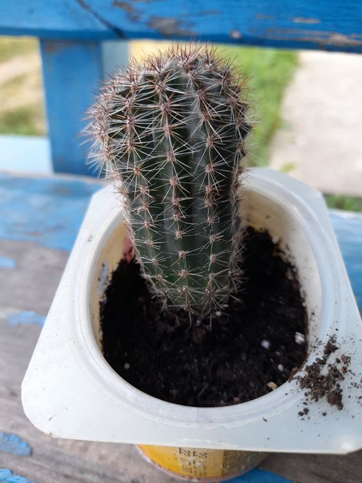 Продам кімнатні квіти