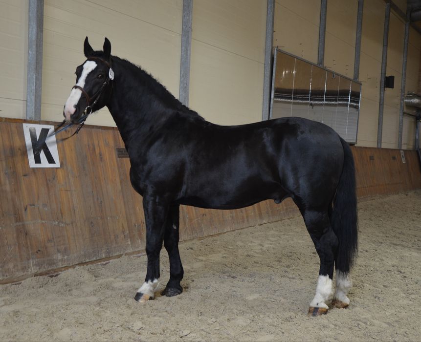 Ogier Śląski Rekrut