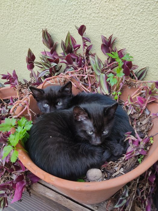Gatinhos com dois meses para adoção desparasitados.