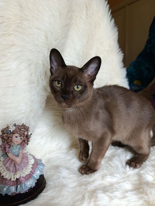 Котик Европейська бурма