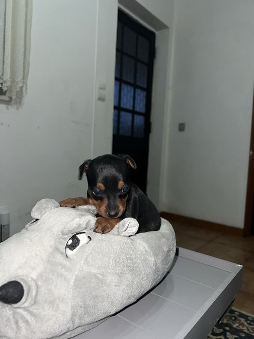 Pincher Mini menino