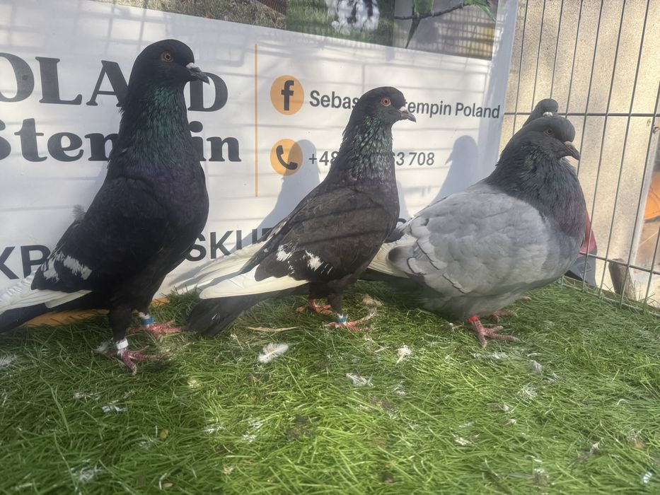 Gołębie. Ryś. Rysie. Możliwy transport