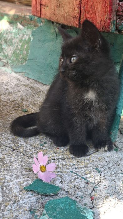 Кошеня кішка в добрі руки
