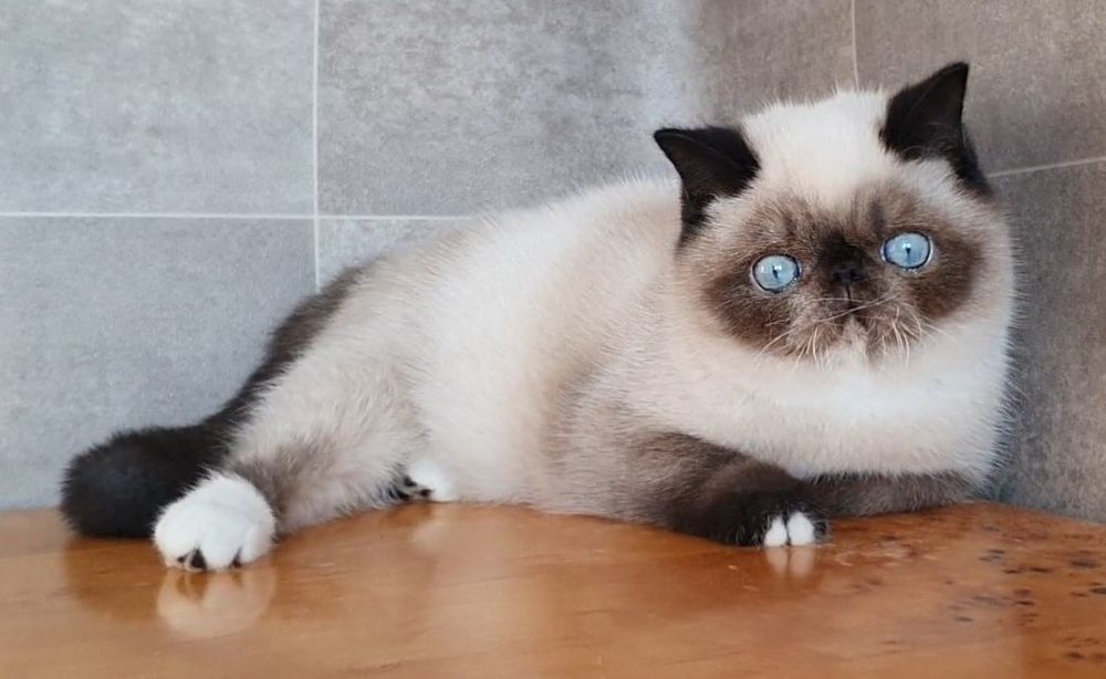 Kocurek Egzotyczny, czy te oczy mogą kła...