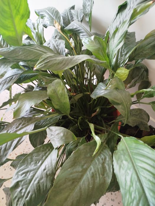Planta Lírio da Paz