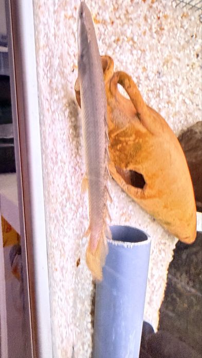 Polypterus senegal