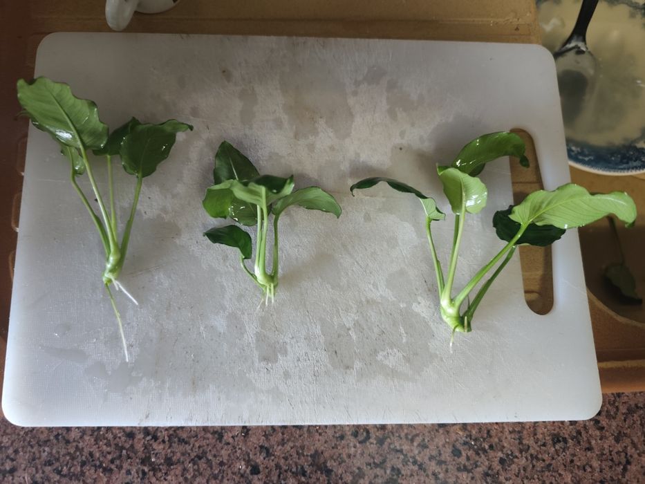 Anubias  excelente qualidade