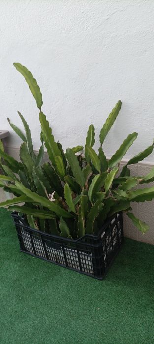 Mudas de pitaya várias variedades disponivel com Raiz