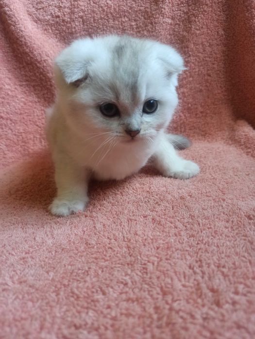Шотландский котёнок