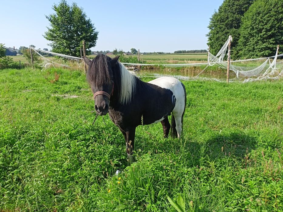 Piękny, zadbany  kucyk ogier