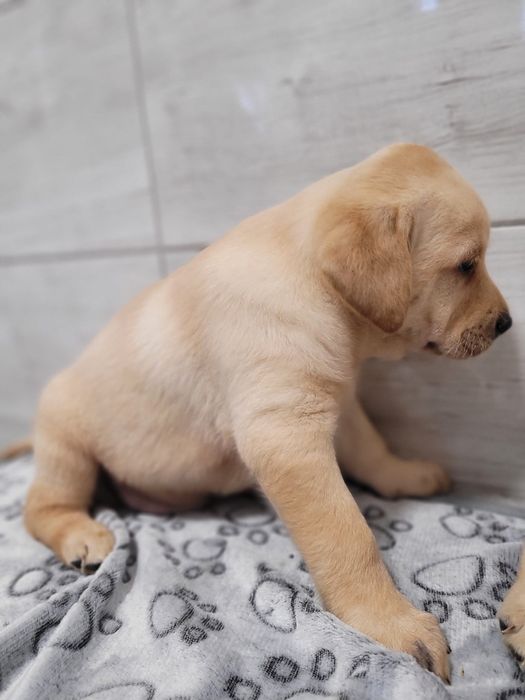 Labrador retriever szczeniak