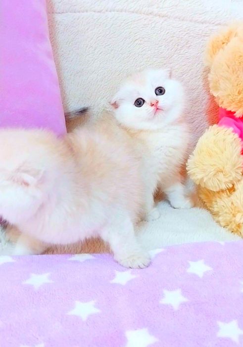 Біленькі сріблясті шиншилки хлопчики