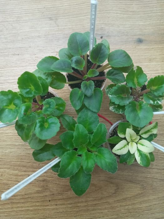 Фіалки сортові, набори