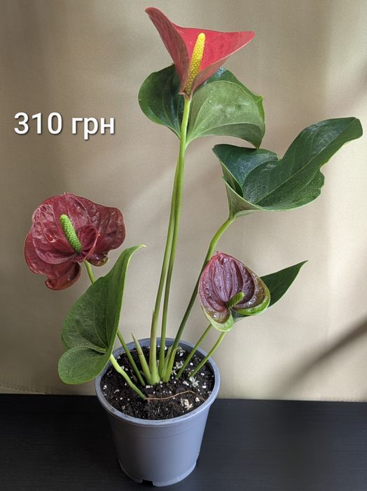 Антуріум Андре Ред Чемпіон червоний