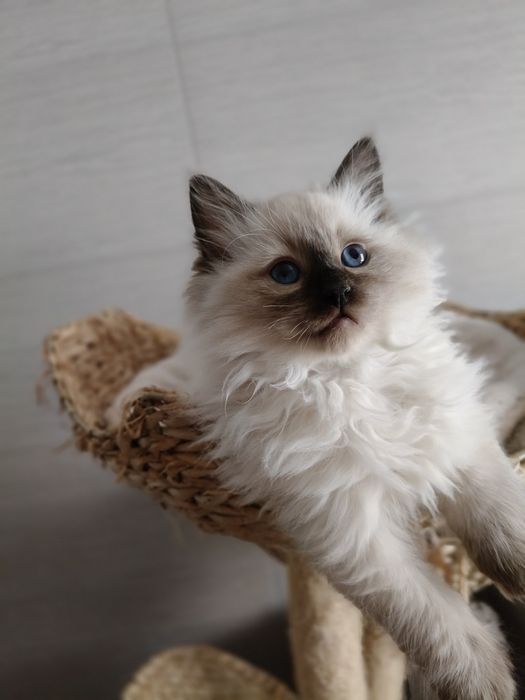 Kot Ragdoll Rag n