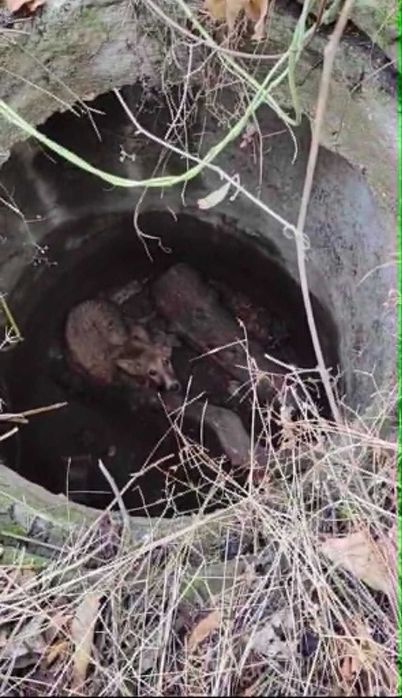 Uratowana od śmierci głodowej – czeka na człowieka, który ją pokocha