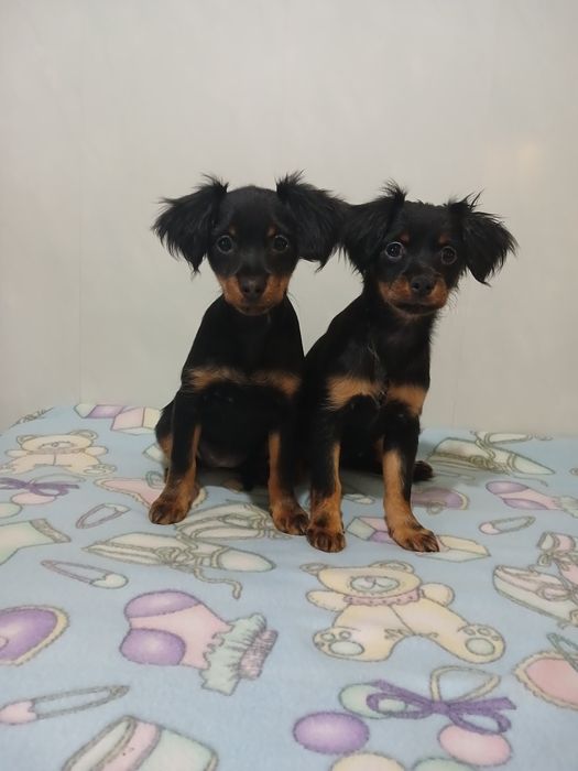 Цена снижена 2 девочкт