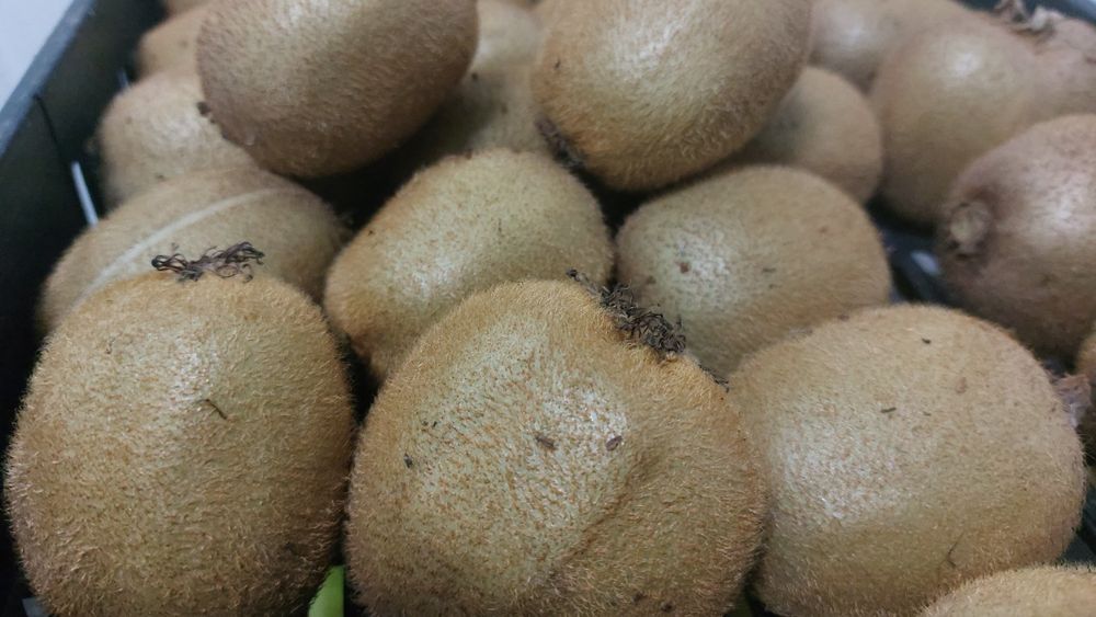 Kiwis biologicos
