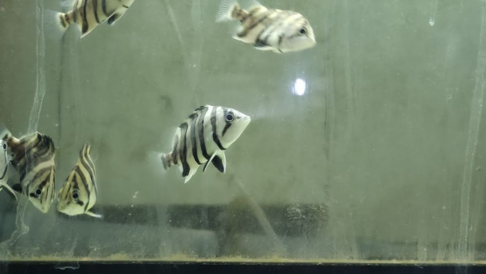 Datnioides microlepis