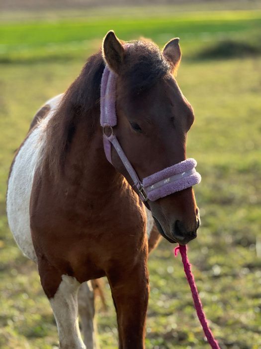 Ogierek 2 letni huculski doplatowy