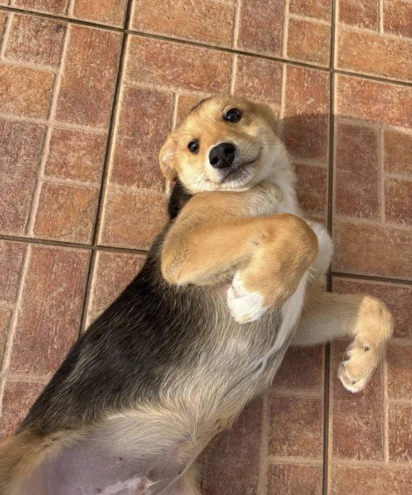 Bebé para adoção responsável