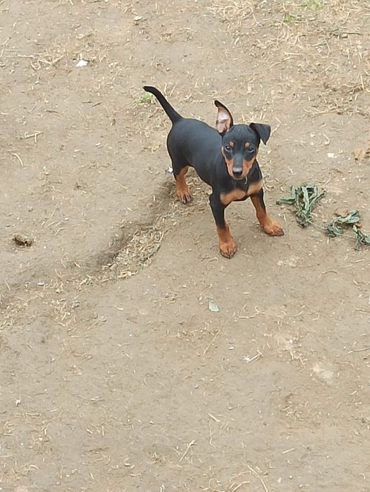 Pinczer miniaturowy