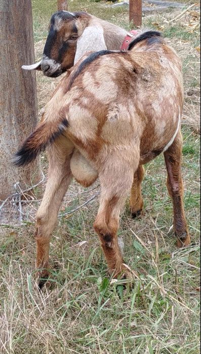 100 %  Цап Англонубієць