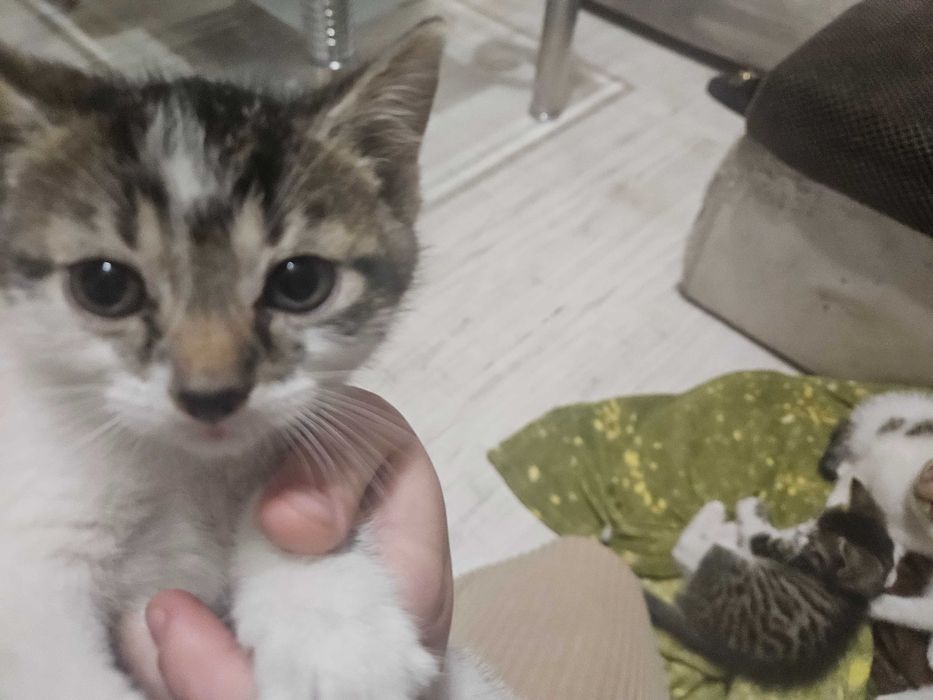 Oddam kotki w dobre rece!