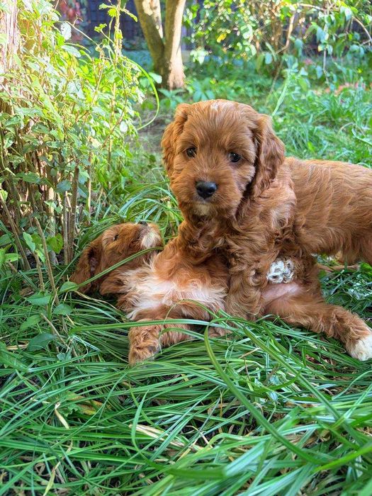 CAVAPOO - przeuroczy  maluch