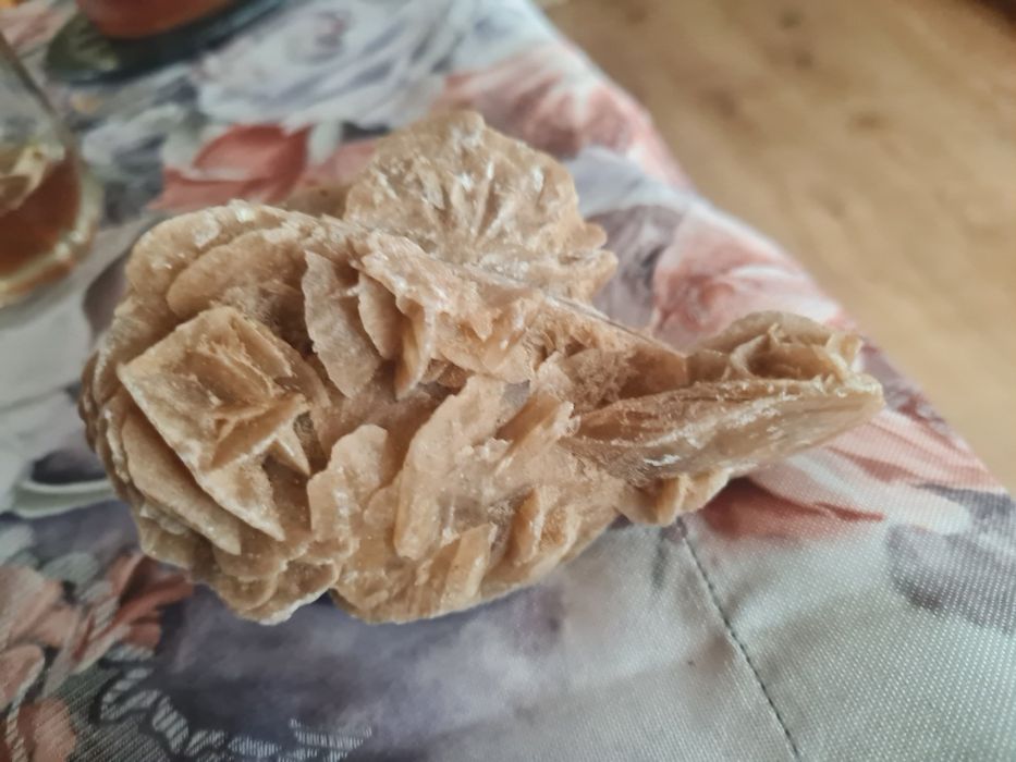 Róża pustyni z Sahary