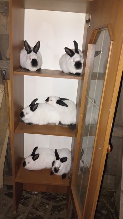 Кролі каліфорнійці