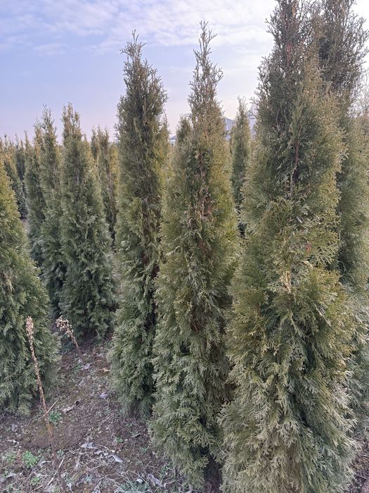 Thuja szmaragd zielona 200 cm